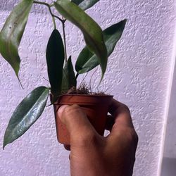 Hoya Macgillivrayi Live Plant Available