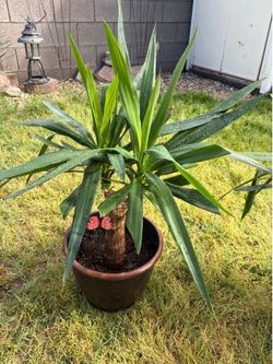 Mother’s Day plants