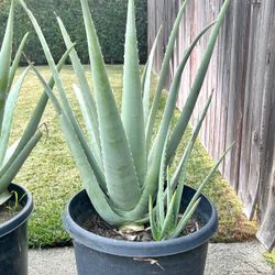 Large Aloe Plants