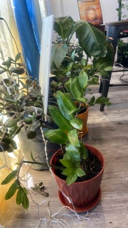 ZZ Plants rare