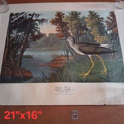 (5) Vintage Audubon Birds of America Prints