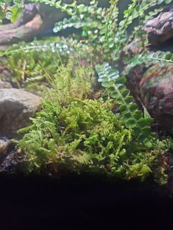 10 gallon bioactive terrarium