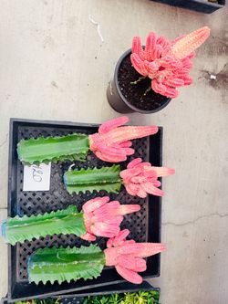 $120 each Euphorbia Abdelkuri variegated