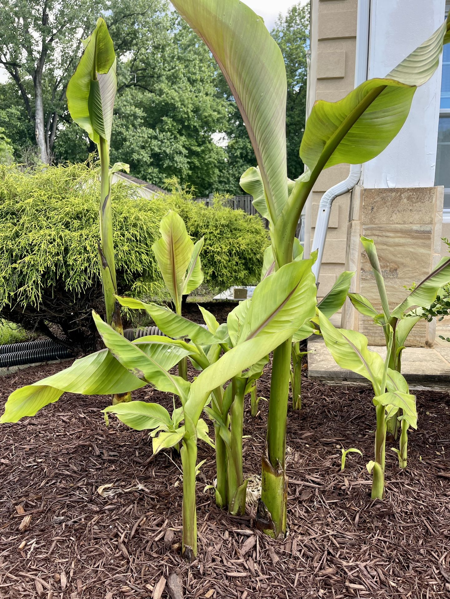 Banana Trees  (perennials)