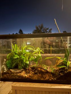 Aquariums and accessories