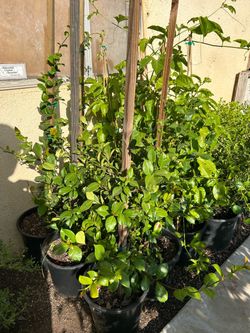 Star Jasmine 17$ each