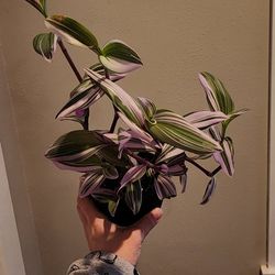 Tradescantia 