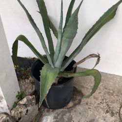 Agave plant￼