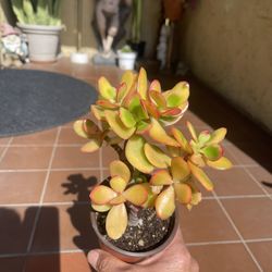 Sunset Jade Succulent Plant 