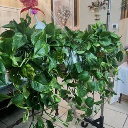 Pothos