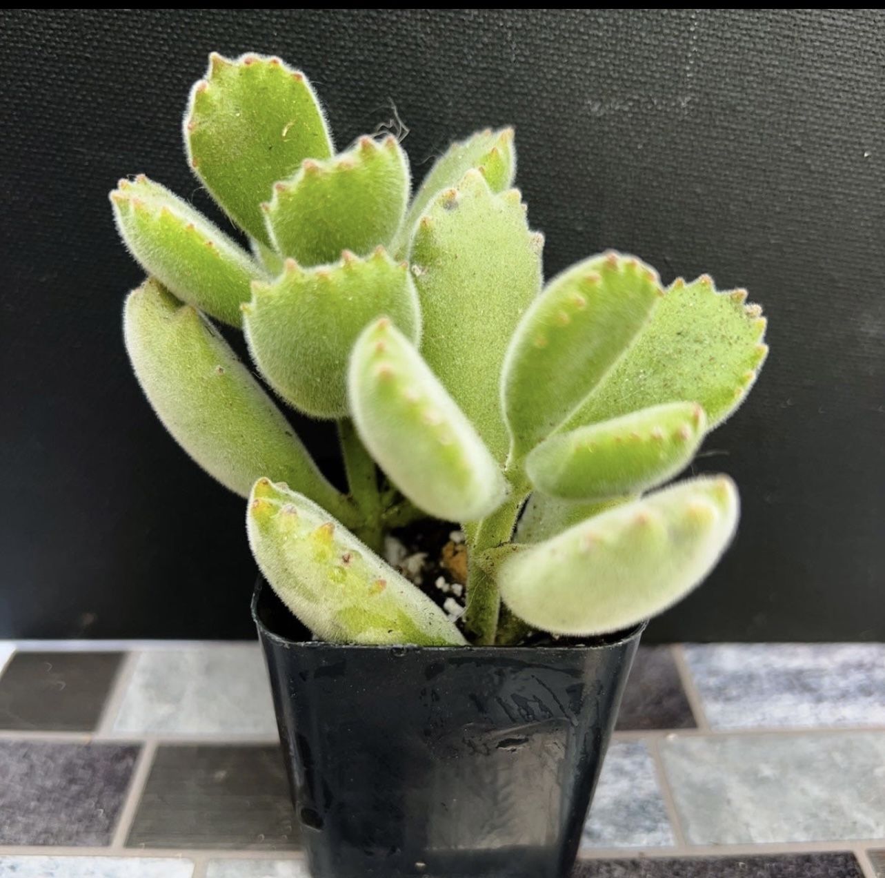 Bear's Paw (Cotyledon tomentosa ssp. tomentosa) Succulent