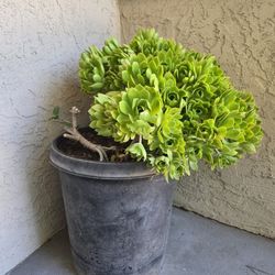 SUCCULENT/HIBISCUS