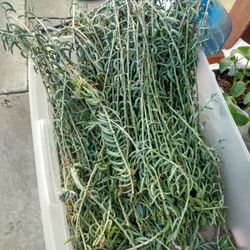 Lots Of Cutting String Of Bananas N More
