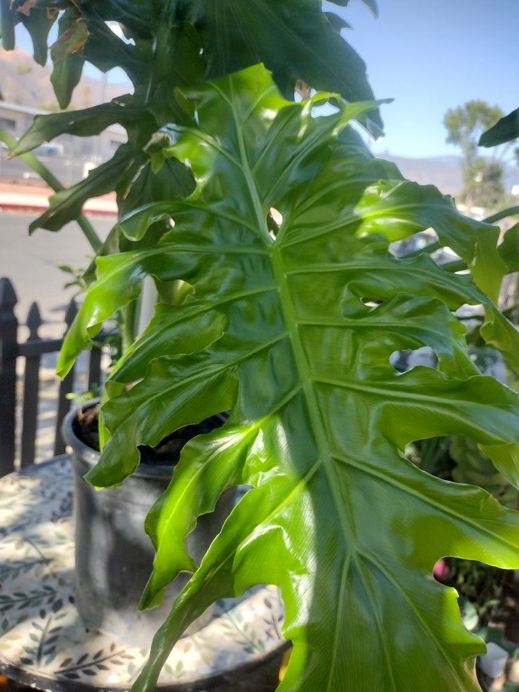 Hermosa Planta Natural.