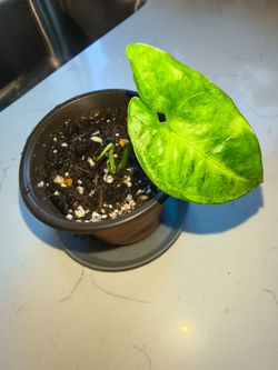 Arrowhead Plant Cutting