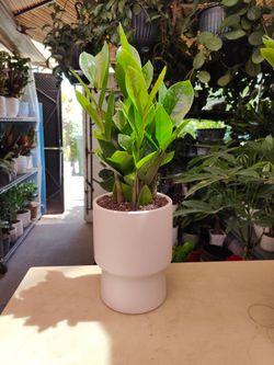 Indoor Plants
