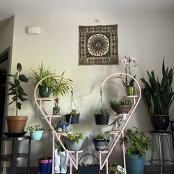 Indoor plants Collection For Sale