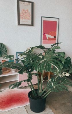 Variegated Monstera Deliciosa in Black Pot