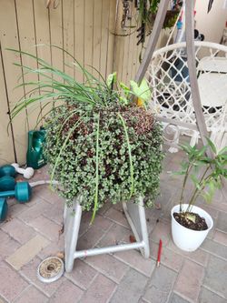 Plant