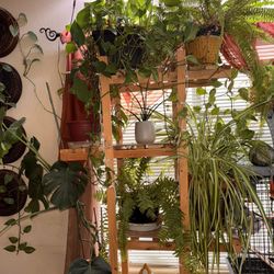 Wooden Shelf Plants Included