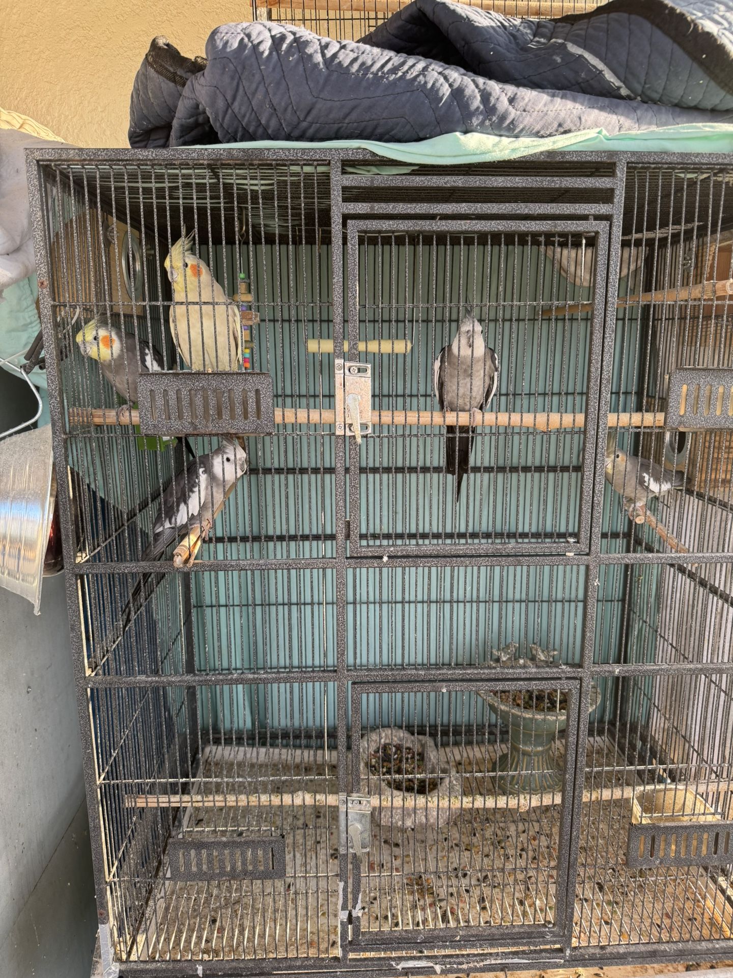 Bird Cage