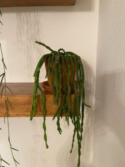 Rhipsalis Paradoxa in 5” Pot