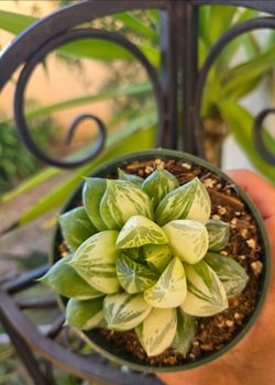 🪴🌿Variegated Haworthia🪴🌿
