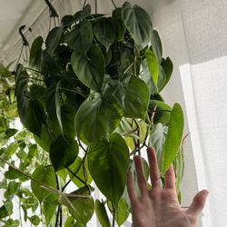 HUGE Philodendron Hanging Basket