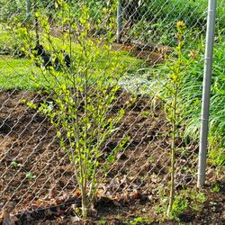         Large Rose Of Sharon Plants $20.00.          SALE MAY 5,6,7, &8 Th  2232 SE 180TH PÜRTLAND 97233