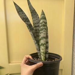 Snake Plant 