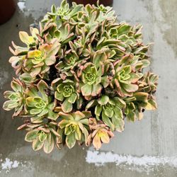 Aeonium Sweet Tea Pot 8inch Imported