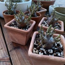 Black Panther Socotranum 