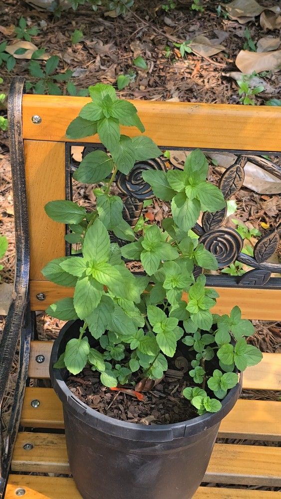 Peppermint Plant