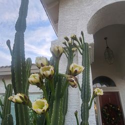 MID NIGHT  QWEEN Cactus Arms