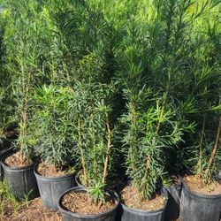 Beautiful Podocarpus Plants For Privacy!!! About 4 Feet Tall!!! Fertilized 