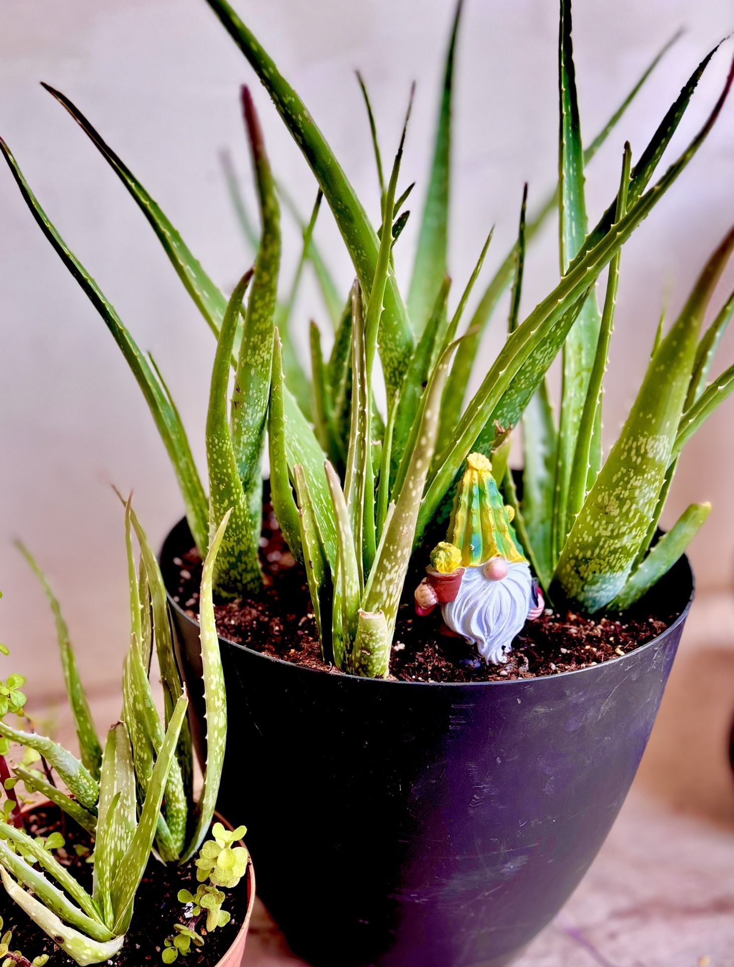 Succulents