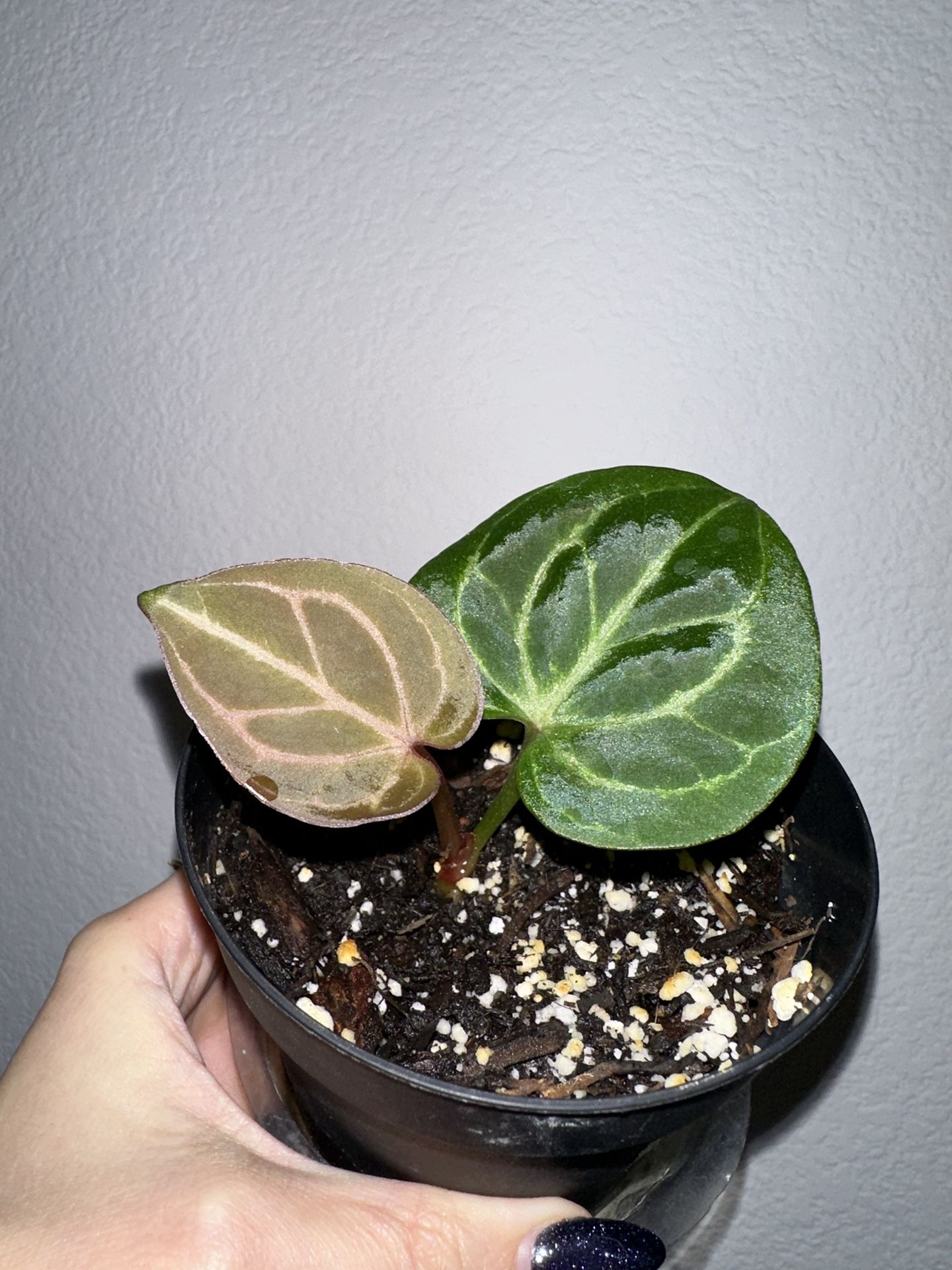 Anthurium King Of Spades/HU