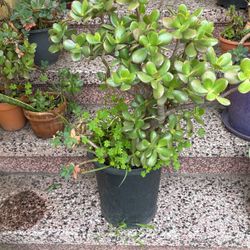 Jade Plant 