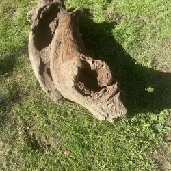 Driftwood