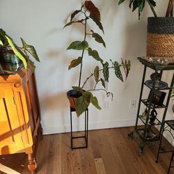 2 Begonias And Plant Stand