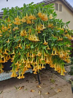 Trompeta de Angel