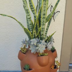 TERRA COTTA POT AND PLANTS