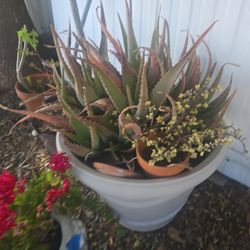 Aloe Vera plant and pot