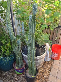2 Blue Montrose Cactus,  one 59 inches tall for $35, 2nd 46 inches tall $30