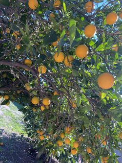 10 Oranges For $5.00