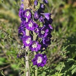 Flower- Delphinium 3 Gal Purple/blue/white