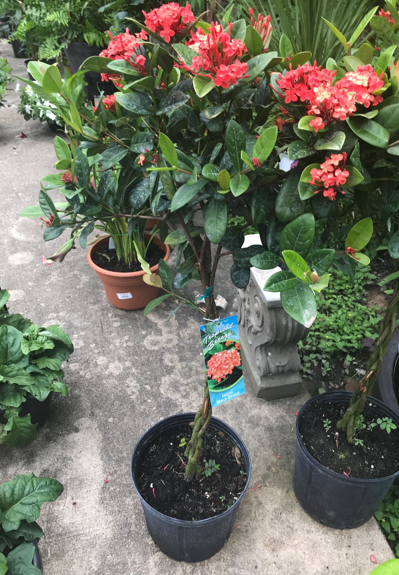 Arbol de Ixora Maui Braid