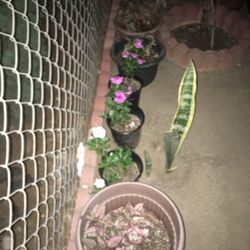 The  Plant’s 