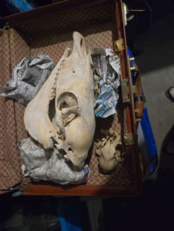 Animal skulls