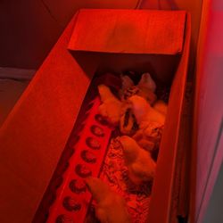 Baby Chicks, Water and Food Feeders, Lamp, Chick Feed Food